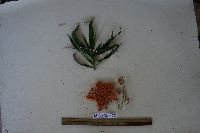 Dracaena angustifolia image