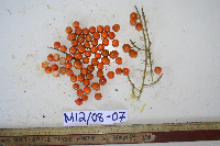 Dracaena angustifolia image