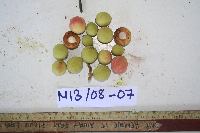 Thumbnail image of current specimen