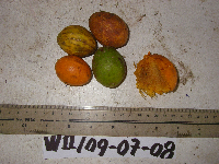 Microcos grandiflora image