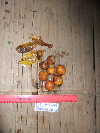 Spondias dulcis image