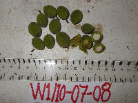 Drypetes lasiogynoides image