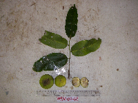 Ternstroemia cherryi image