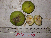 Ternstroemia cherryi image