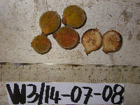 Litsea discolor image