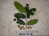 Chisocheton longistipitatus image