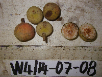 Chisocheton longistipitatus image