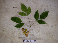 Sandoricum koetjape image