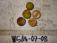 Sandoricum koetjape image