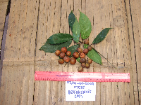 Ficus arfakensis image