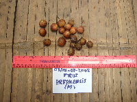 Ficus arfakensis image