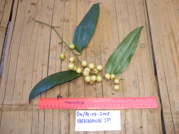 Smilax australis image