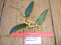 Media resource of Smilax australis