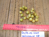 Smilax australis image