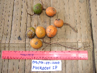 Microcos grandiflora image