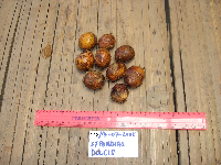 Spondias dulcis image