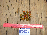 Dracaena angustifolia image