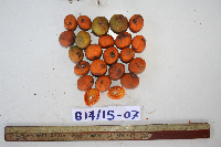 Microcos grandiflora image