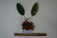 Macrococculus pomiferus image