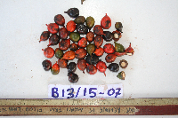 Macrococculus pomiferus image