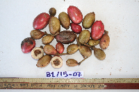 Drepananthus polycarpus image