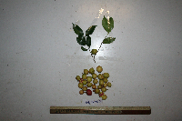 Garcinia assugu image