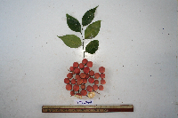 Lycianthes impar image