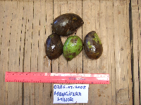 Mangifera minor image
