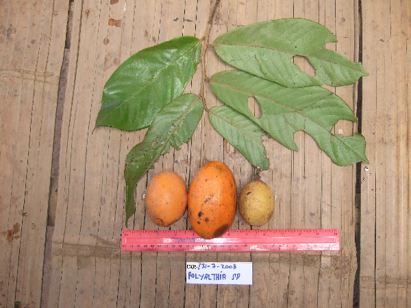 Ficus arfakensis image