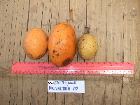 Ficus arfakensis image