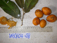 Microcos grandiflora image