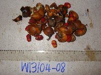 Ternstroemia cherryi image