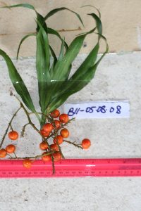 Dracaena angustifolia image