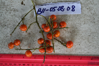 Dracaena angustifolia image