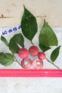 Lycianthes impar image