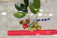Garcinia assugu image