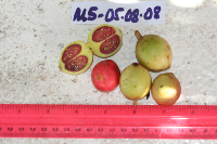 Garcinia assugu image