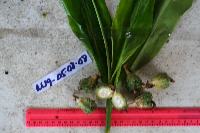 Thumbnail image of current specimen