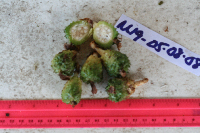 Thumbnail image of current specimen