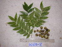 Tristiropsis acutangula image