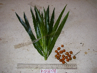 Dracaena angustifolia image