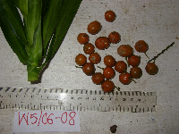 Dracaena angustifolia image