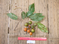 Microcos grandiflora image