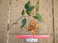 Myristica globosa image