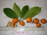 Ternstroemia cherryi image