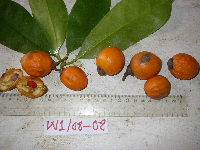 Ternstroemia cherryi image