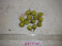 Tristiropsis acutangula image