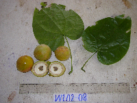 Chlaenandra ovata image