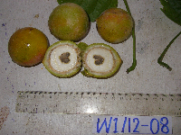 Chlaenandra ovata image