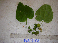 Tinospora dissitiflora image